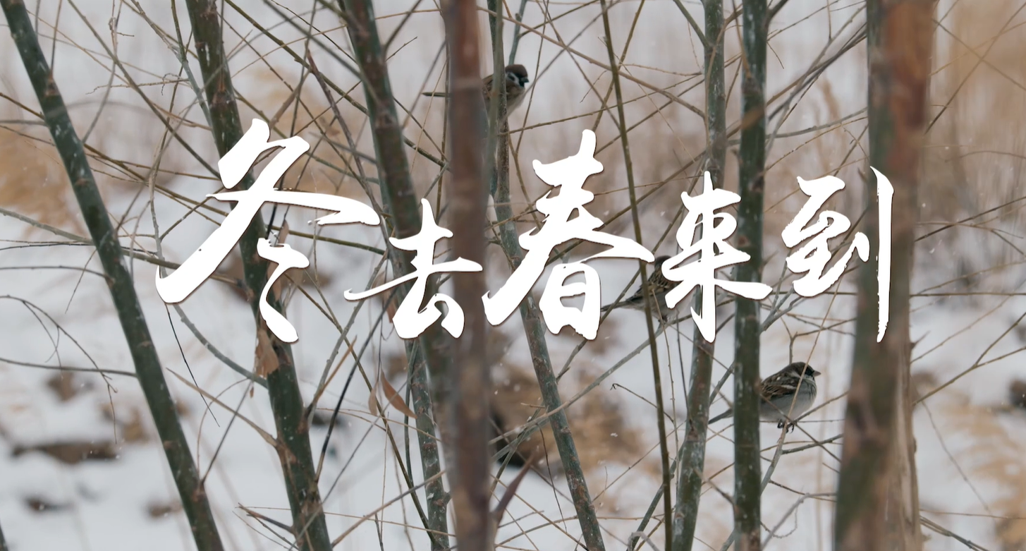 百万大移民系列短视频|赵萍英-冬去春来到