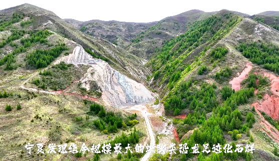 宁夏发现迄今规模最大的蜥脚类恐龙足...