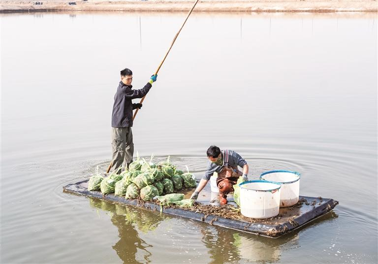 南方“蟹宝宝”银川安家