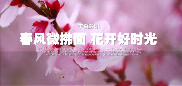 视频｜宁夏彭阳：春风微拂面 花开好时光