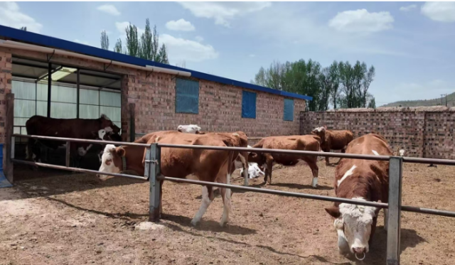 宁夏彭阳县肉牛产业转型升级促农增收