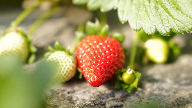 寒冬暖棚藏“丰”景  红河果蔬香满园