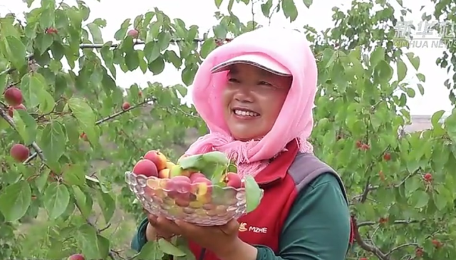 宁夏彭阳：红梅杏采收入市忙