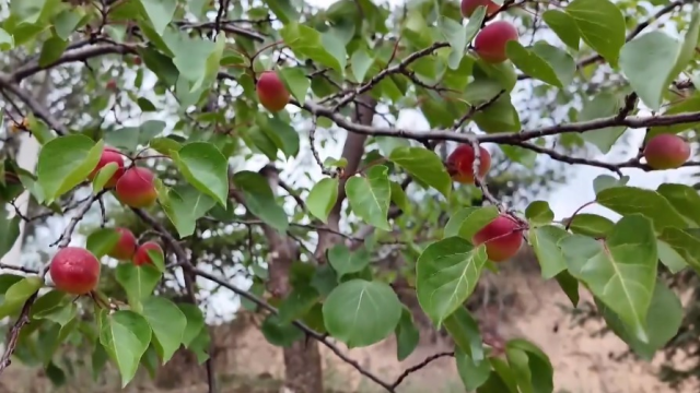 固原市彭阳县8.3万亩红梅杏陆续上市