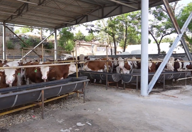 固原市彭阳县：牛场里的新盼头