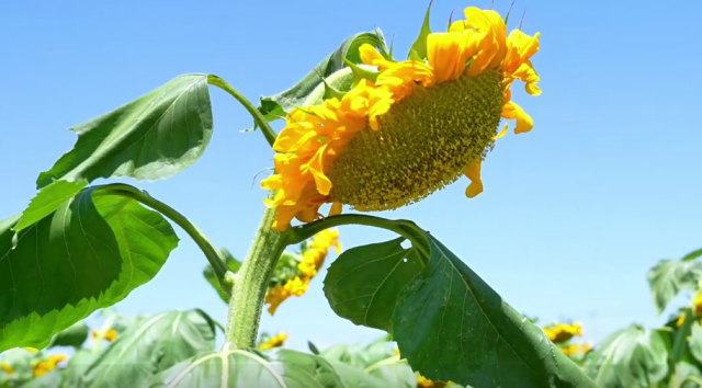 宁夏彭阳：油葵花开 打造田园新景观