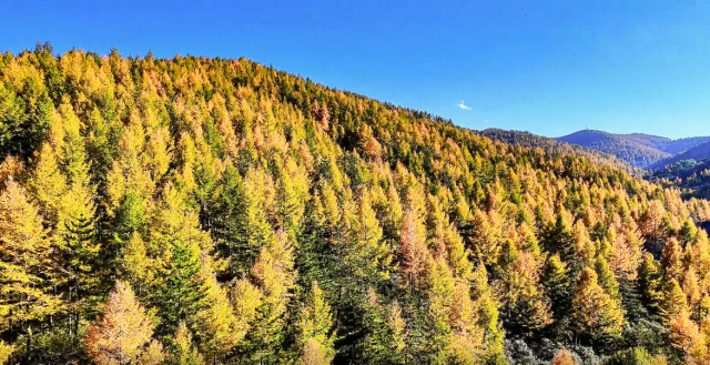 宁夏彭阳：漫山落叶松 秋色染层林
