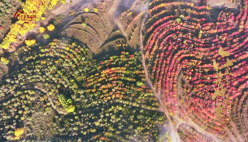 视频｜宁夏西吉：多彩之秋美如画