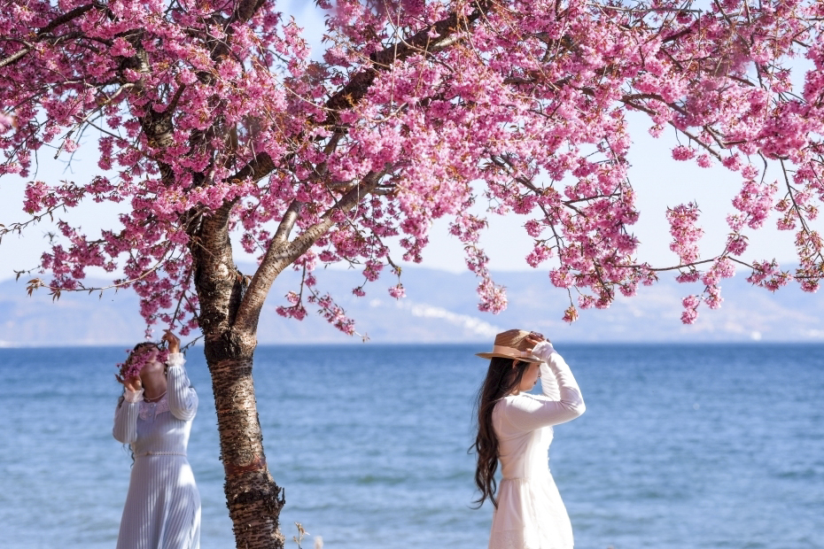 云南玉溪：到抚仙湖畔赏冬樱