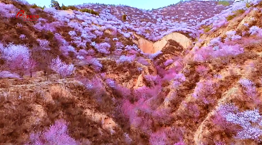 固原六盘山山花节将于4月2日在彭阳启幕