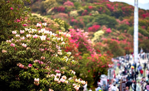 几日春风又春雨 杜鹃依旧映山红