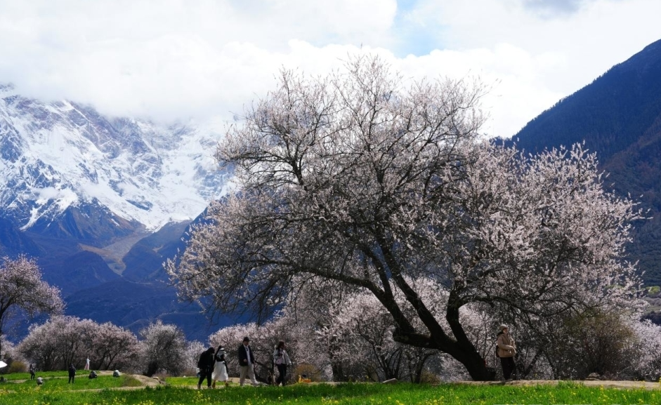 西藏春日经济的蝶变与新生