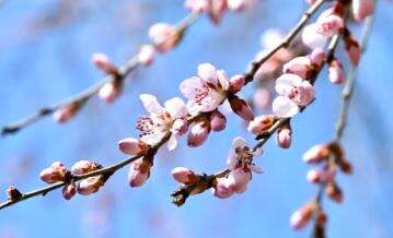 去赏花去恋爱 多所高校探索春假如何放