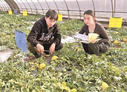 科技小院 一庭芳草绿田园