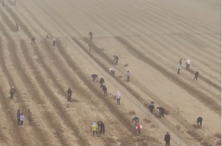 视频丨塔克拉玛干沙漠锁边扩绿工程启动