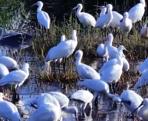 石嘴山市平罗县：白琵鹭驻足天河湾 羽翼轻点水色天光