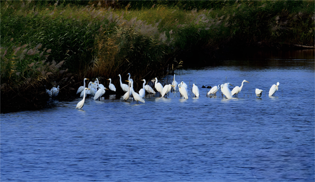 筑牢生态屏障 平罗天河湾湿地焕然新生