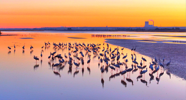 生态蝶变，昨天的攻坚今天的远航 | 平罗，在黄河臂弯里书写生态长歌