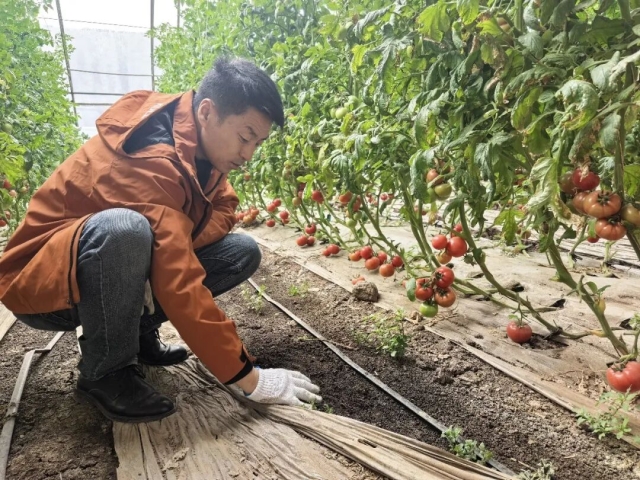 新春走基层 | 平罗县盈丰植保专业合作社：新品西红柿揭开马年新篇章